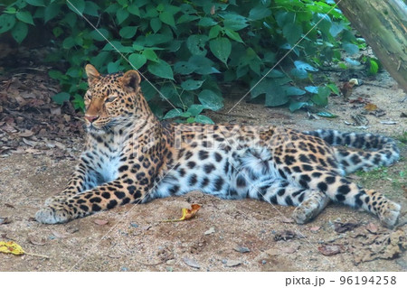 アムールヒョウ 96194258