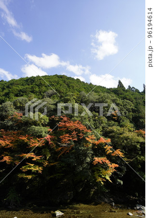 東吉野村　紅葉の山 96194614