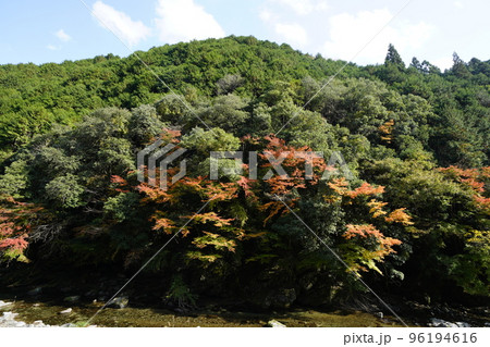 東吉野村　紅葉の山 96194616