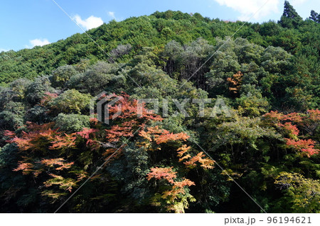 東吉野村　紅葉の山 96194621