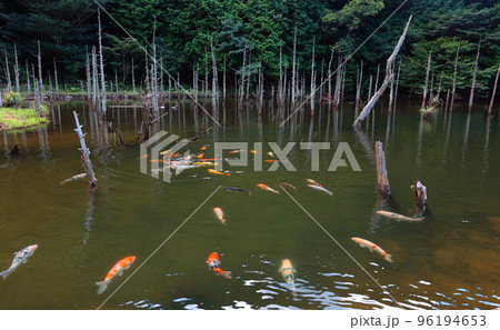 鯉のいる池 96194653