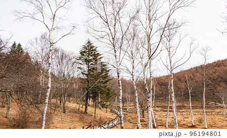 晩秋の高原にある風景(長野県富士見町入笠湿原) 晩秋の高原にある風景(長野県富士見町入笠湿原) 96194801