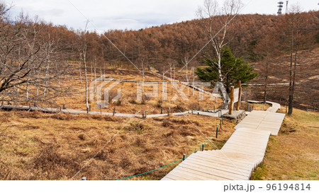 晩秋の高原にある風景(長野県富士見町入笠湿原) 晩秋の高原にある風景(長野県富士見町入笠湿原) 96194814