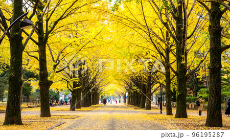 東京　光が丘公園の紅葉 96195287