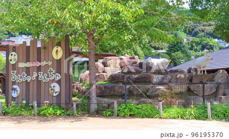 【山口県】周南市徳山動物園　るんちゃるんちゃ 96195370