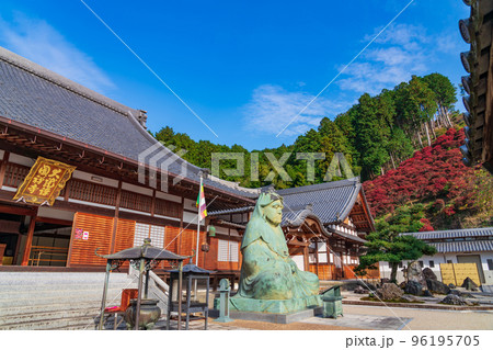 秋の大龍寺、紅葉するドウダンツツジ〈岐阜県岐阜市〉 96195705