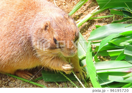 お食事中のプレーリードッグ 96195720