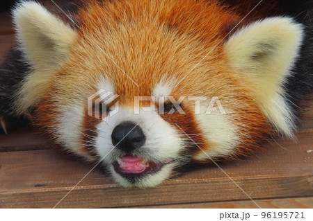 レッサーパンダのアップ写真 レッサーパンダのアップ写真 96195721