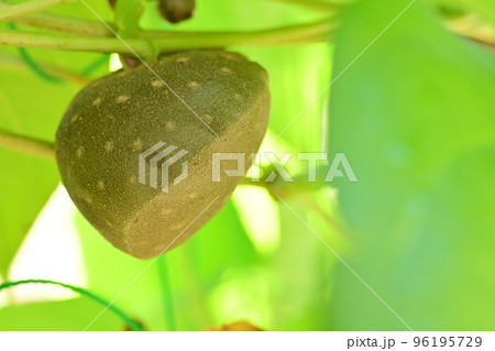 宇宙イモ(エアーポテト)ヤマイモ科 宇宙イモ(エアーポテト)ヤマイモ科 96195729