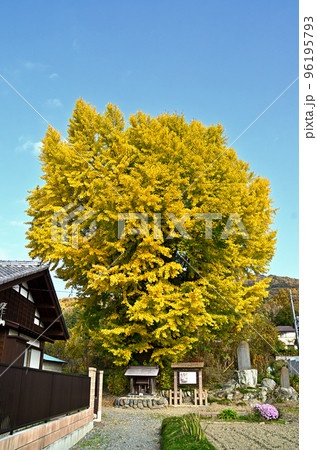 埼玉県皆野町国神　秋の色付いた大イチョウ 96195793