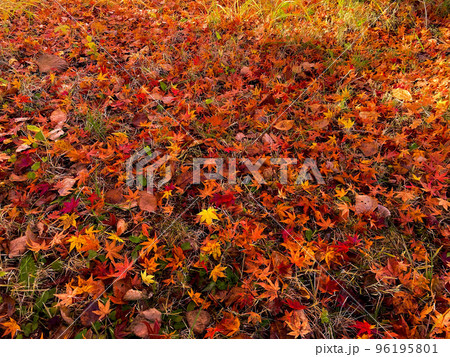 誰もいない静かな公園で見たもみじの絨毯 誰もいない静かな公園で見たもみじの絨毯 96195801