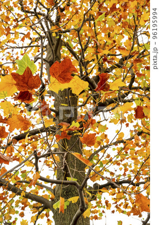 秋のイメージカット 富岡八幡公園の紅葉 秋のイメージカット 富岡八幡公園の紅葉 96195994