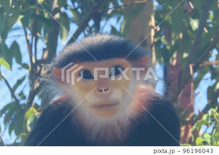 アカアシドゥクラングール 96196043