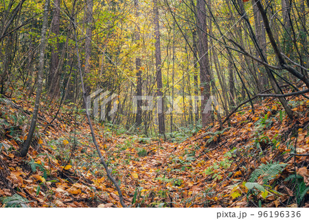 神秘的な森【秋の烏川渓谷】 神秘的な森【秋の烏川渓谷】 96196336