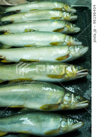 釣りたての鮎 釣りたての鮎 96196404