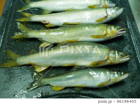 釣りたての鮎 釣りたての鮎 96196405