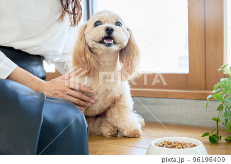 犬のいる暮らし 96196409