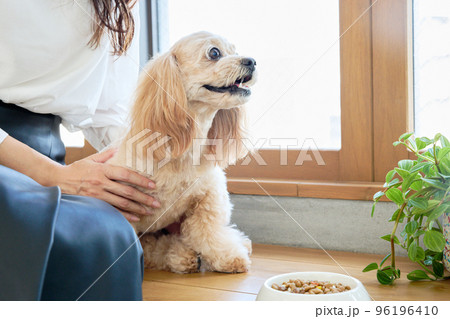 犬のいる暮らし 犬のいる暮らし 96196410