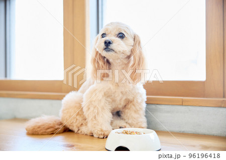 犬のいる暮らし 犬のいる暮らし 96196418