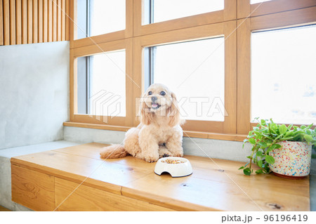犬のいる暮らし 96196419
