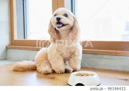 犬のいる暮らし 96196422