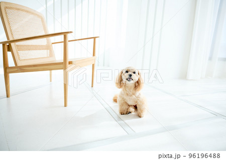 犬のいる暮らし 犬のいる暮らし 96196488