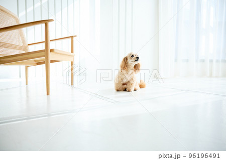 犬のいる暮らし 96196491