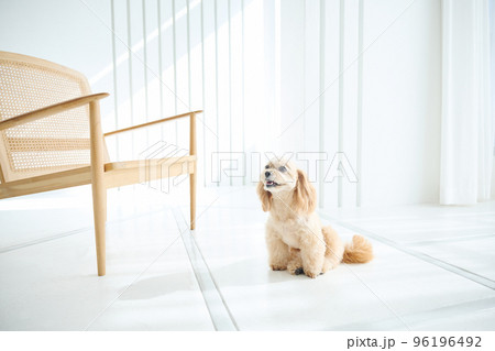 犬のいる暮らし 犬のいる暮らし 96196492