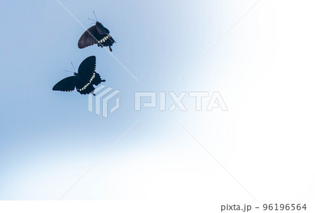 青空バックに飛翔するアゲハチョウ 96196564