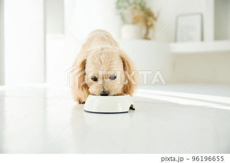 犬のいる暮らし 96196655