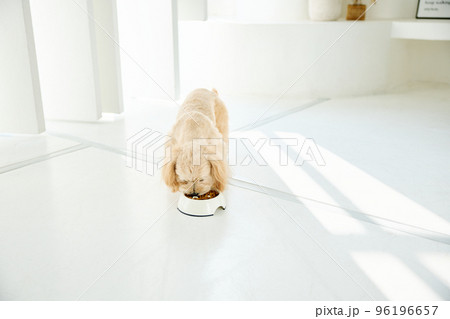 犬のいる暮らし 96196657