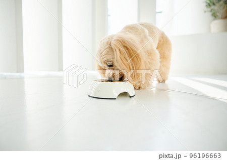 犬のいる暮らし 96196663