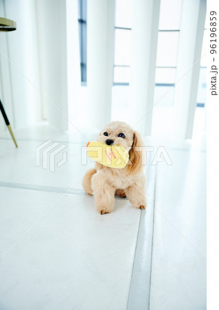 おもちゃで遊ぶトイプードル 96196859