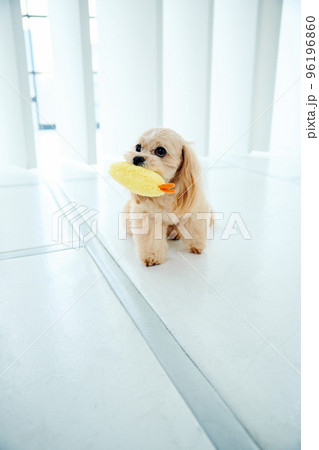 おもちゃで遊ぶトイプードル 96196860