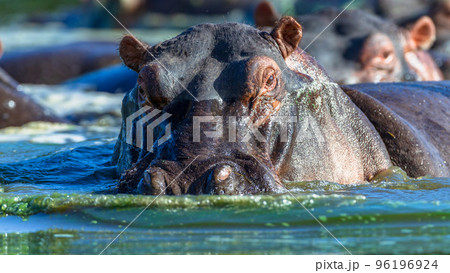 Hippo Animals Waterhole Close-Up Wildlife Hippo Animals Waterhole Close-Up Wildlife 96196924