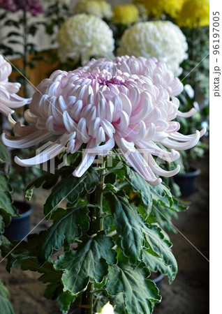 鑑賞用大菊　薄紫色 96197005