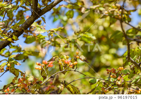 樹上のサンシュユの赤い実（熟れ始め） 96197015