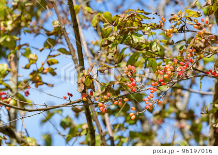 樹上のサンシュユの赤い実（熟れ始め） 96197016
