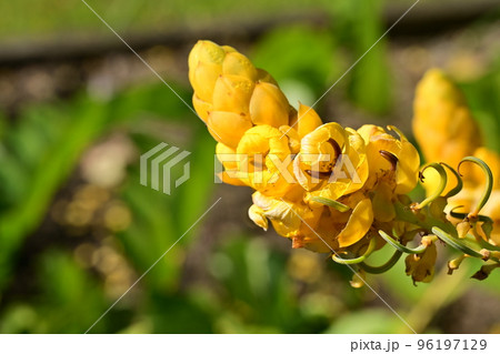 ハネセンナ(マメ科)の常緑広葉樹 ハネセンナ(マメ科)の常緑広葉樹 96197129