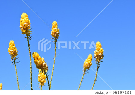 ハネセンナ(マメ科)の常緑広葉樹 ハネセンナ(マメ科)の常緑広葉樹 96197131