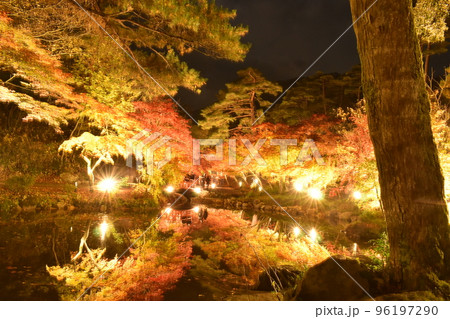 弥彦公園もみじ谷ライトアップ 96197290