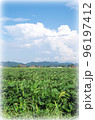 青空と入道雲と緑色の広い大豆畑の風景（イラスト風） 96197412