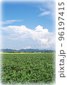 青空と入道雲と緑色の広い大豆畑の風景（イラスト風） 96197415