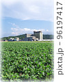 緑色の広い大豆畑の風景（イラスト風） 96197417