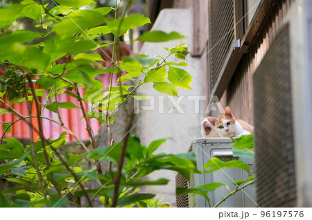 京都 伏見稲荷大社の千本鳥居の側に暮らす子猫の兄弟	 96197576