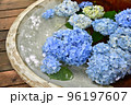 鎌倉明月院　大皿に浮かぶ紫陽花の花 96197607