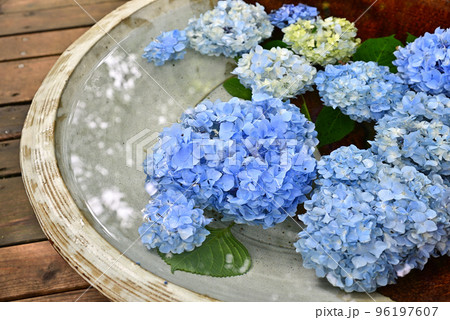 鎌倉明月院　大皿に浮かぶ紫陽花の花 96197607