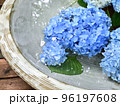 鎌倉明月院　大皿に浮かぶ紫陽花の花 96197608