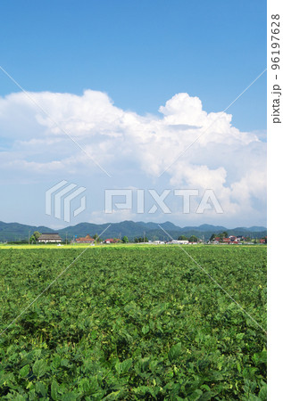 青空と入道雲と緑色の広い大豆畑の風景 青空と入道雲と緑色の広い大豆畑の風景 96197628