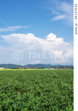 青空と入道雲と緑色の広い大豆畑の風景 96197630
